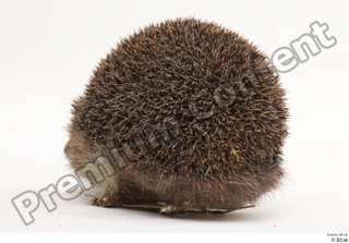 Hedgehog - Erinaceus europaeus  3 whole body 0008.jpg